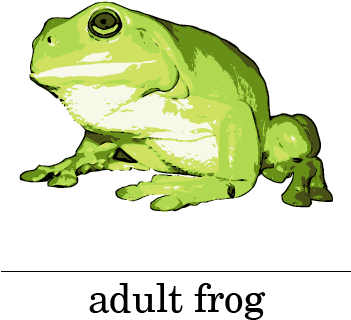 Picture - Frog Life Cycle Young Frog (350x378), Png Download