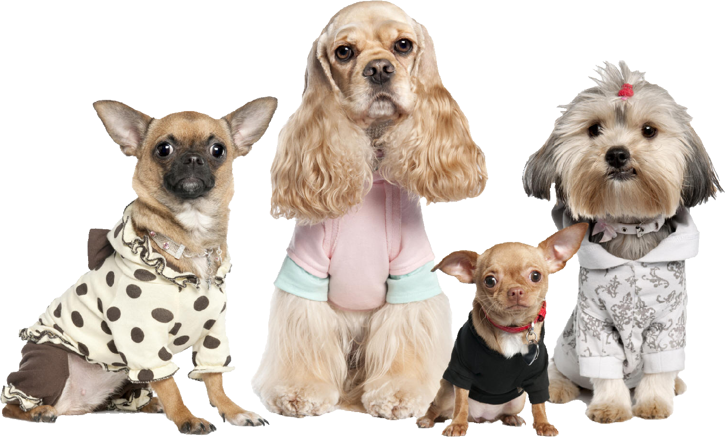 The Woofin' Paws Pet Fashion Show Starts At 11 A - Chihuahua, Shih Tzu, And Cocker Spaniel Dressed Up (1527x918), Png Download