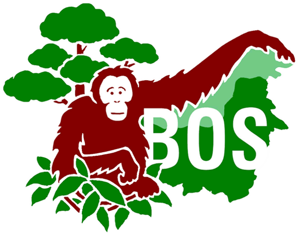 Borneo Orangutan Survival Foundation (591x531), Png Download