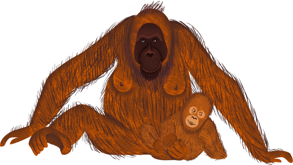 Orangutan (1000x563), Png Download