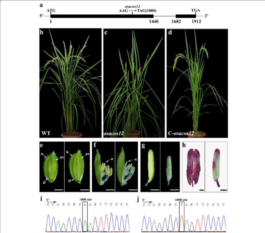 Male Sterility - Complementation (850x748), Png Download