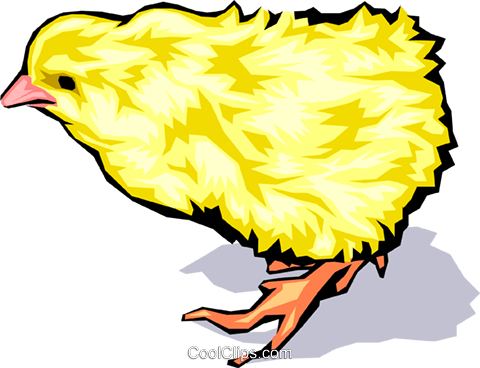 Baby Chicken Royalty Free Vector Clip Art Illustration - Baby Chicken (480x368), Png Download