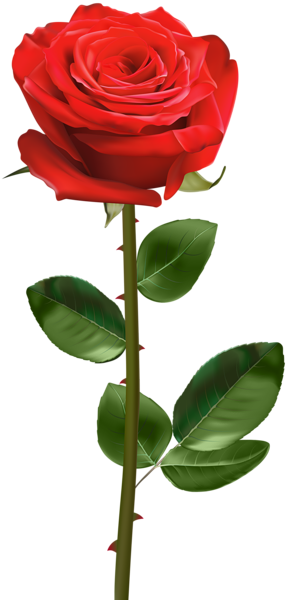 Download Hd Rose Png Flower Stems Hd Transparent Png Image Nicepng Com