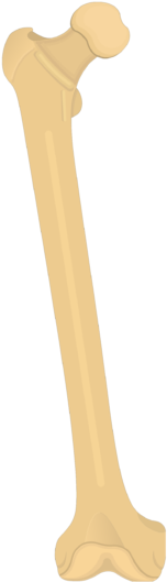 Femur Bone - Anterior View - Femur Bone (619x550), Png Download