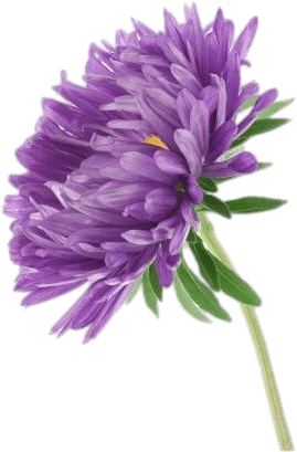 Flowers - Aster Flower Png (425x425), Png Download