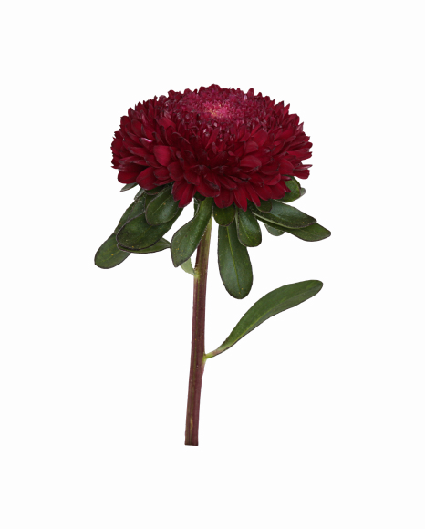 Aster Png Photos - Dark Red Flower Png (466x580), Png Download