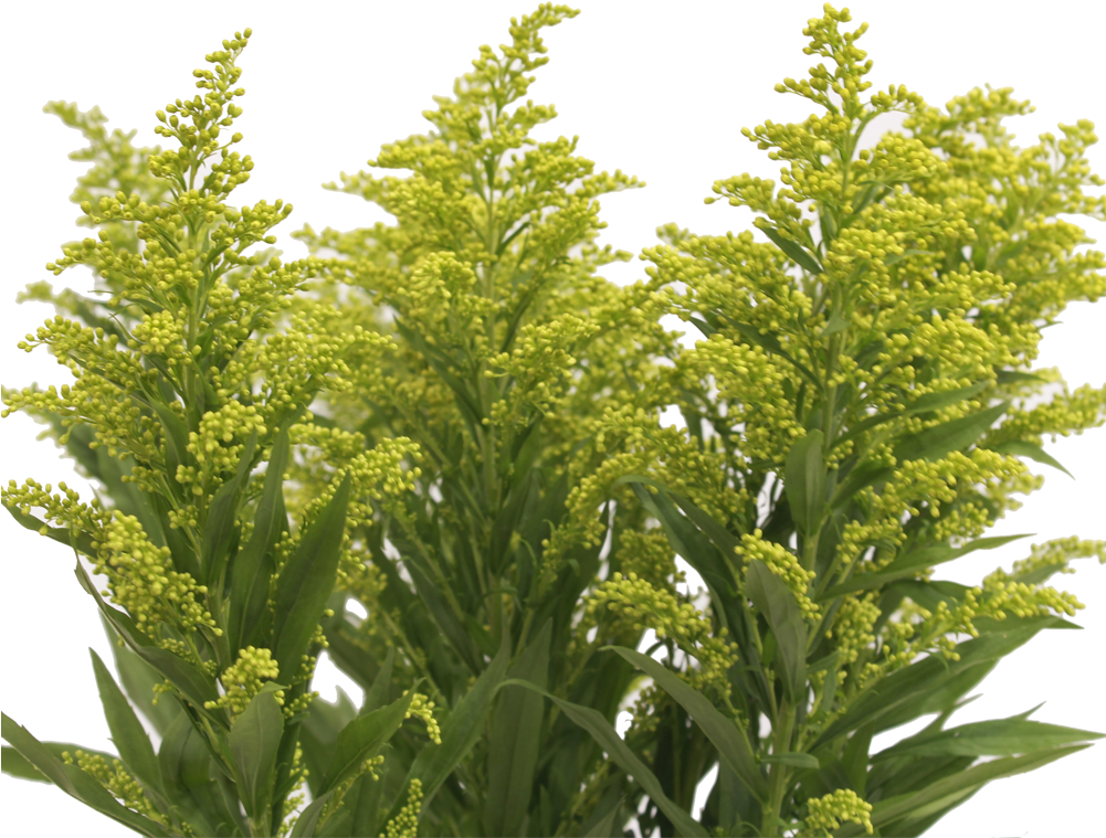 Yellow Aster Butte (1000x1000), Png Download