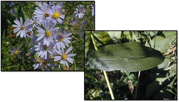 Sky Blue Aster - Blue (600x343), Png Download