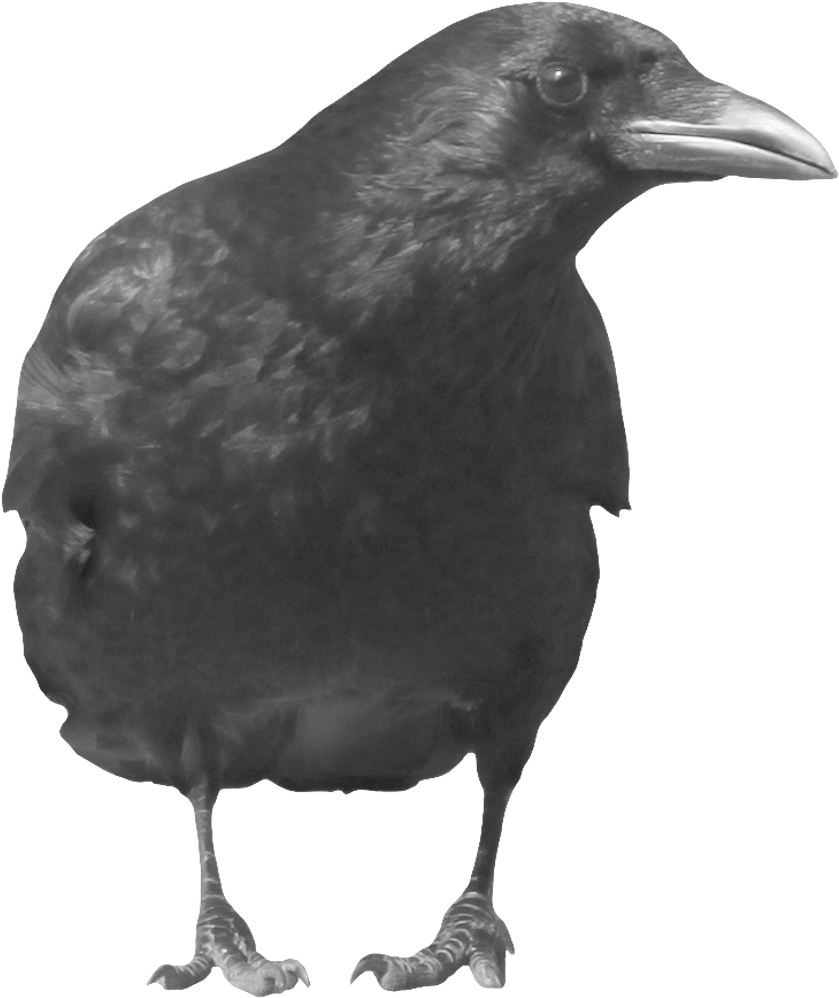 Crow Icon Clipart - Crow Png (900x1200), Png Download