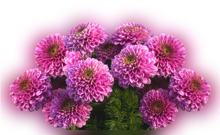 Color Palette Ideas From Flower Aster Purple Image - Dahlia (700x500), Png Download