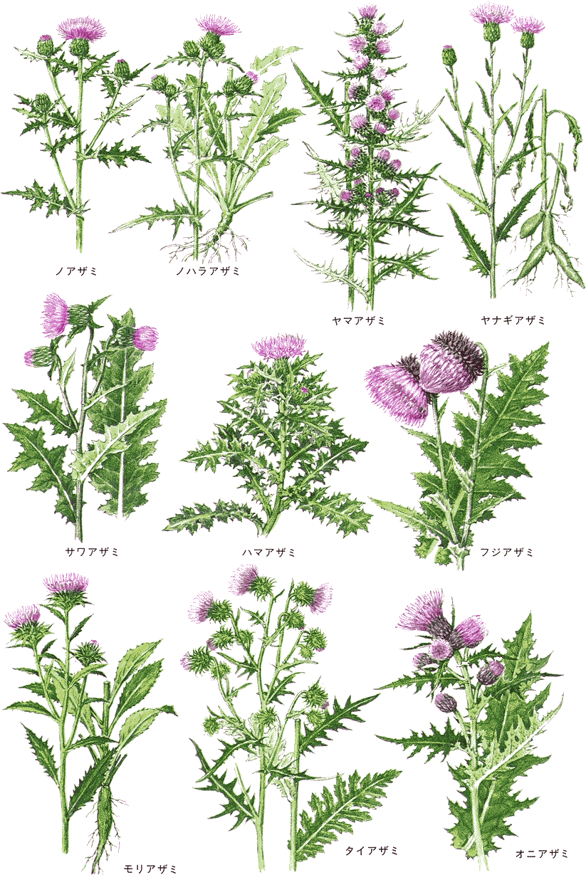 Cirsium 01 - Cirsium (825x1237), Png Download