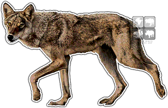 Indian Wolf Art Decal - Wolves Of The World (590x381), Png Download