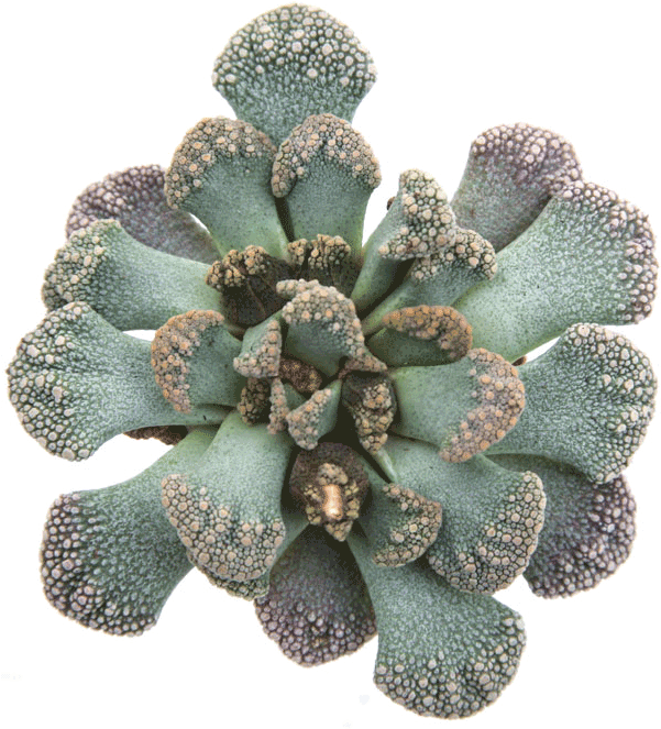 Titanopsis Calcarea 'jewel Plant' - Succulent Plant (722x722), Png Download
