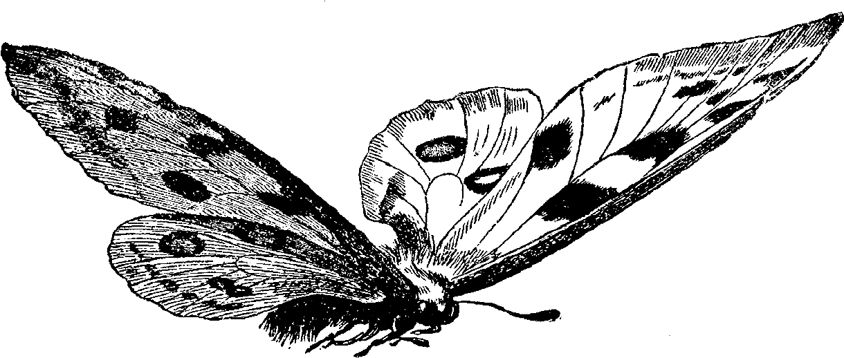 Butterfly Download - Butterfly Vintage Black And White Illustration (1319x580), Png Download