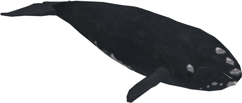 North Atlantic Right Whale - Whale (832x832), Png Download