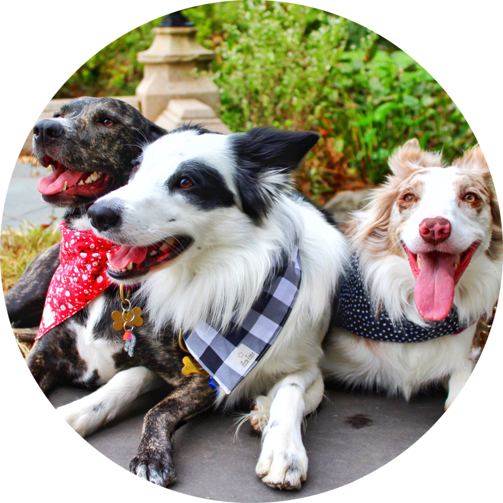 Png - Dog Catches Something (1000x1000), Png Download