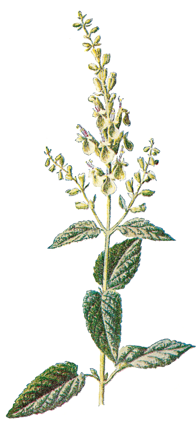 Free Vintage Botanical Prints (858x1600), Png Download