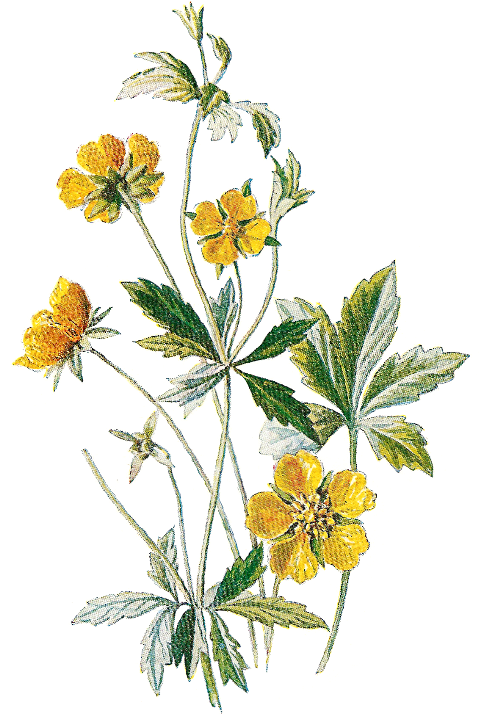 Wildflower Clipart Botanical Illustration - Wildflower Botanical Illustration (1164x1600), Png Download