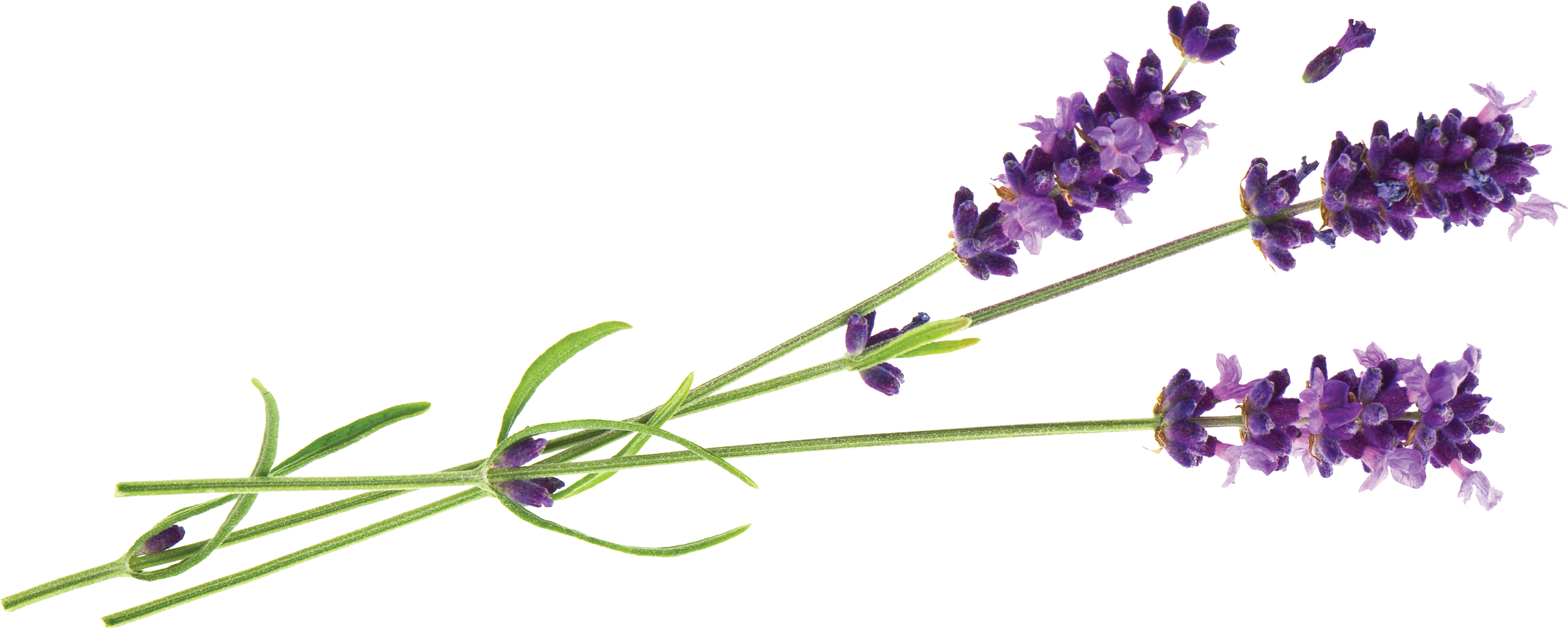 Lavender Foot Peel Mask - Callus And Dead Skin Exfoliation (3220x1294), Png Download