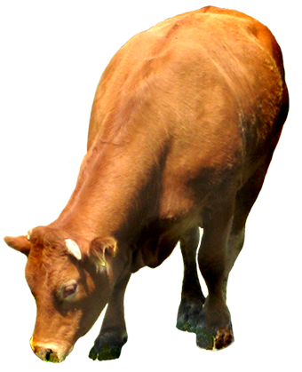 Clip Art Of Red Cow - Cow Eating Grass Png (354x418), Png Download