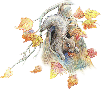 205k Goldfinchsunflower 29 Nov 2008 - Illustration (404x357), Png Download