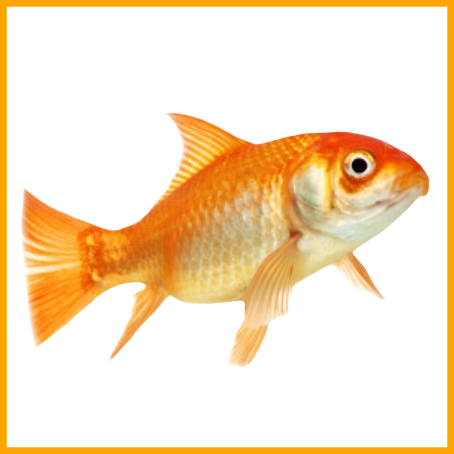 Png Library Download Amazing No Don U Make Me Leave - Am A Fish (908x908), Png Download