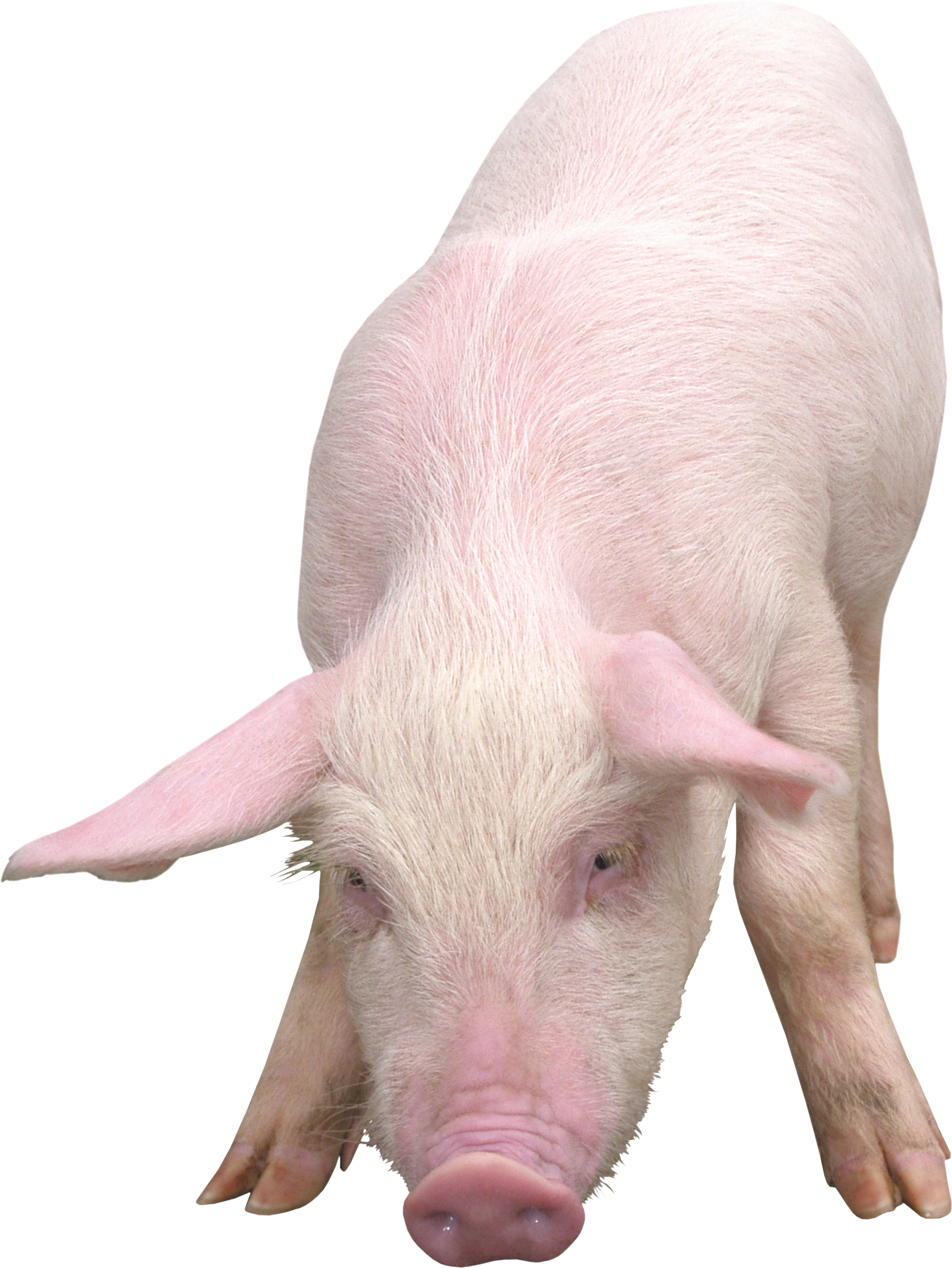 Fruit Water Splash Clipart Pig - Pig Png (1886x2512), Png Download