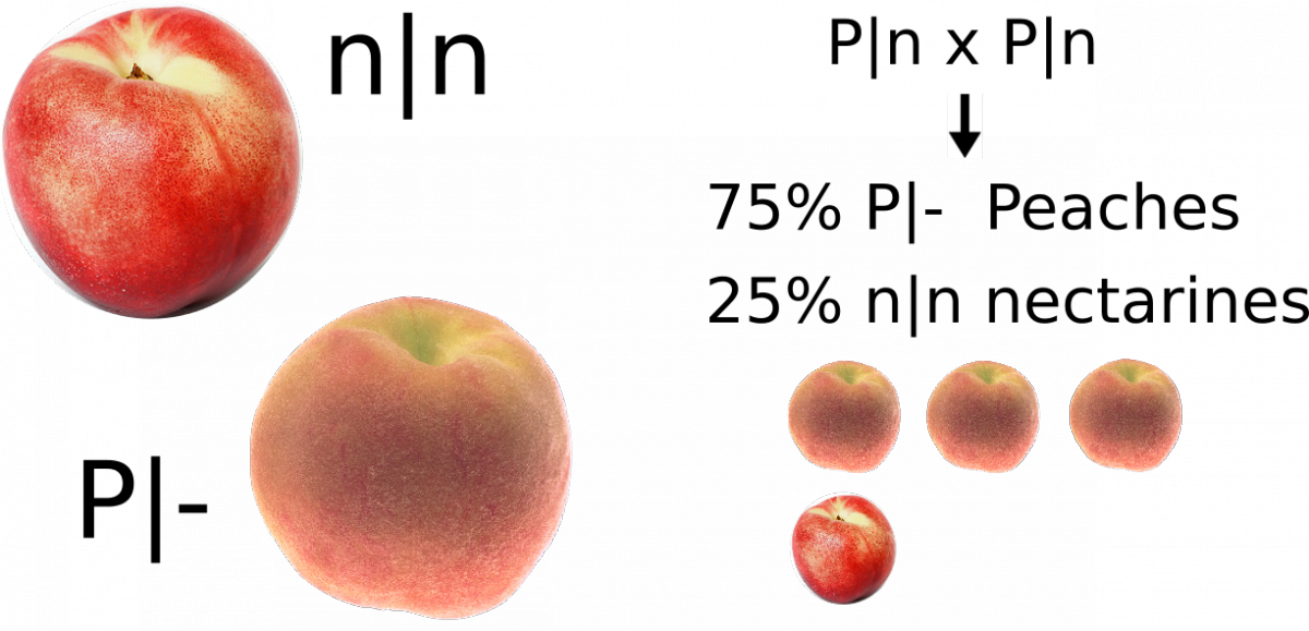 Allelic State Of Several Peach & Nectarine Cultivars - Fresh California Grown Nectarines (1200x579), Png Download