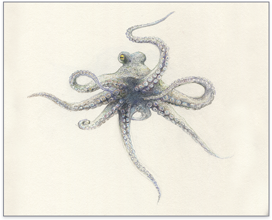 Octopus (600x495), Png Download