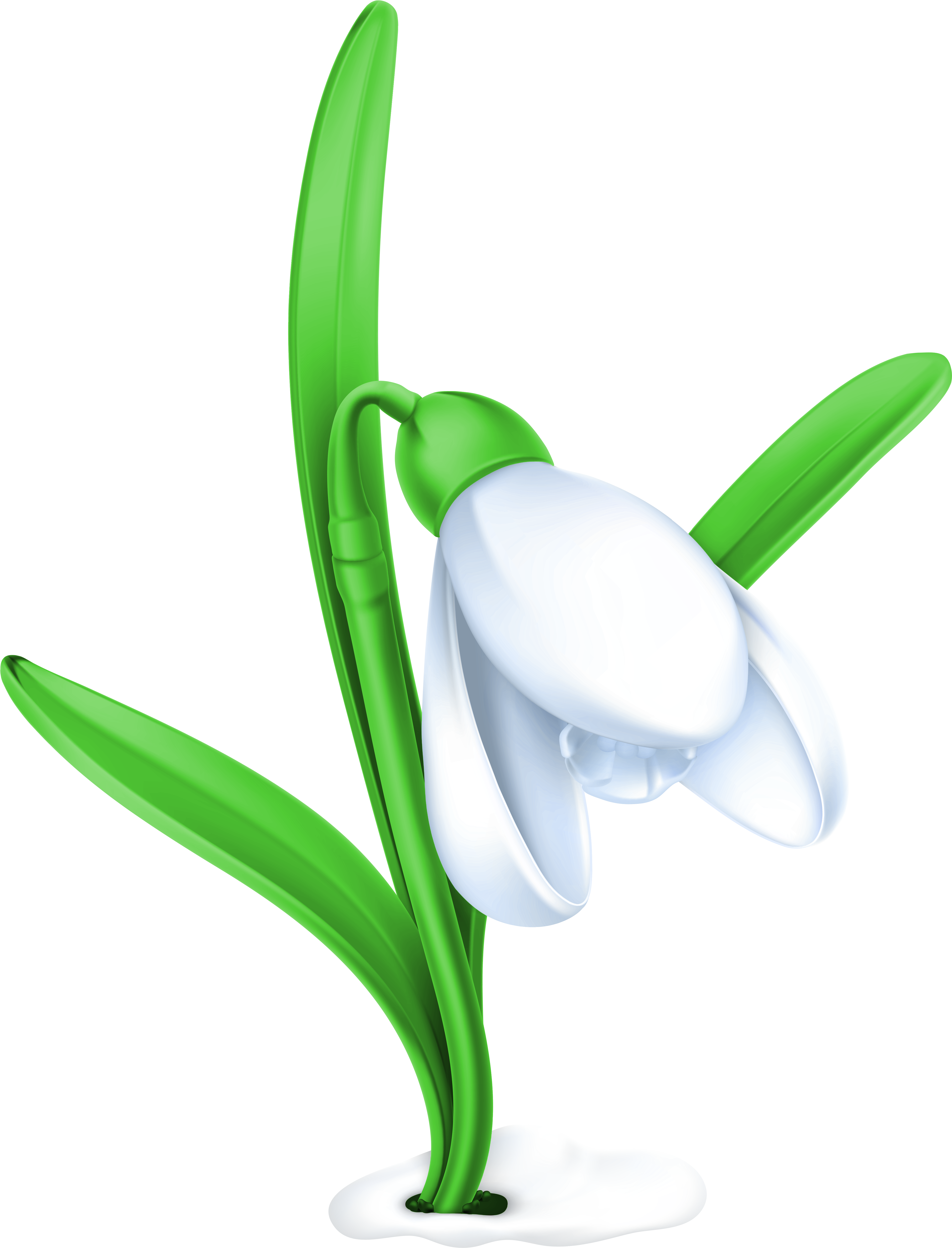 Spring Png - Snowdrop Clipart (4873x6392), Png Download