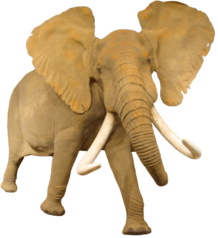 African Elephant Png - African Elephant (805x834), Png Download