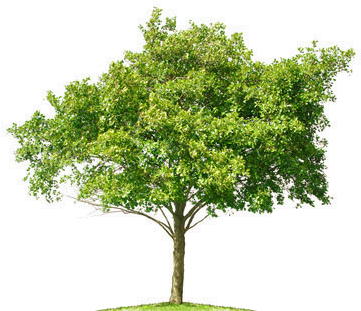 Tree Photoshop Cut Out (424x326), Png Download