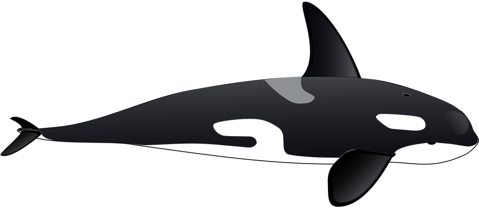 Orca Clipart Cute Sea Creature - Orca Clipart (960x480), Png Download