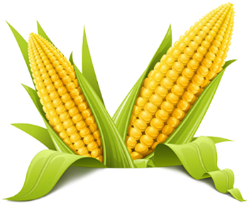 Download Corn-png - Corn Png - HD Transparent PNG - NicePNG.com