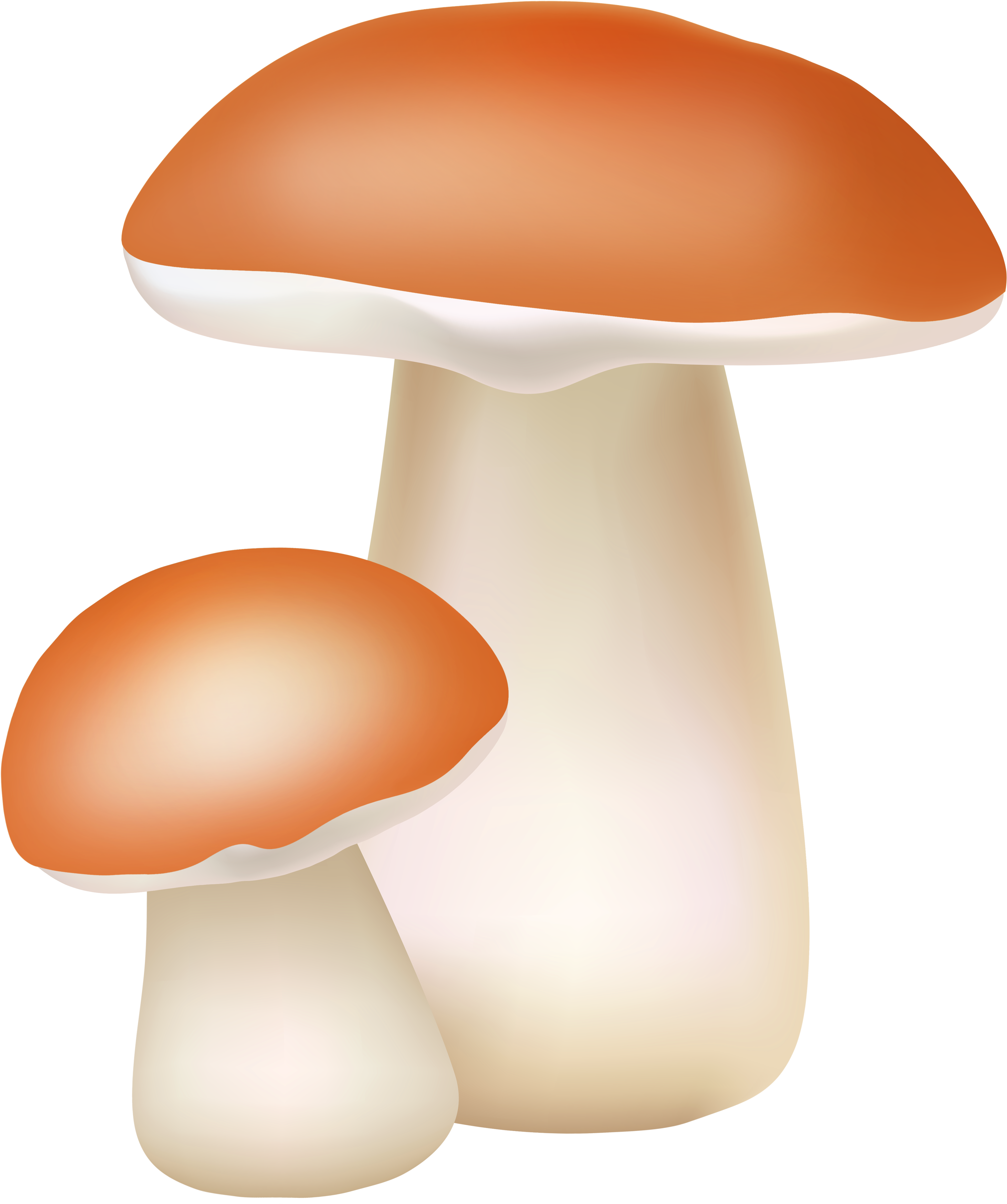 Two Mushrooms Png Cliaprt - Png Clipart Mushroom Png (4347x5000), Png Download