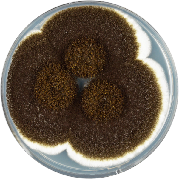 Aspergillus Heteromorphus Cya - Aspergillus (600x600), Png Download