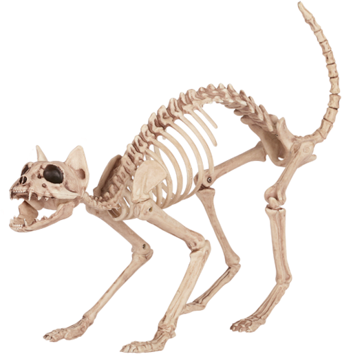 Halloween Cat Skeleton - Skeleton Cat Halloween Prop (600x568), Png Download