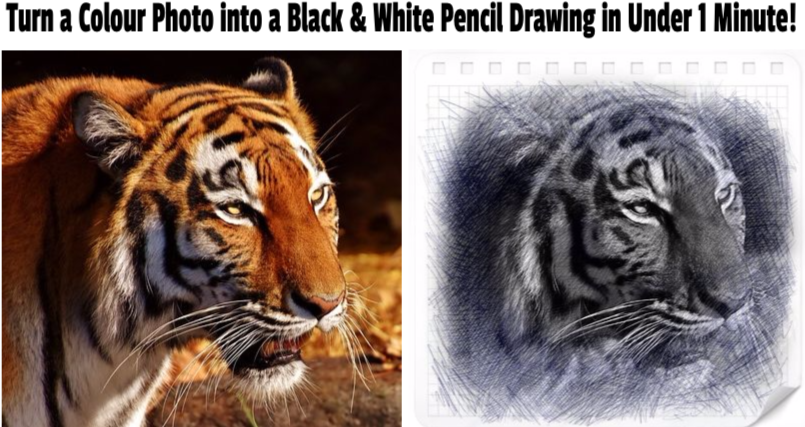 Colour Photo To Black White Pencil Drawing - Tiger (814x446), Png Download
