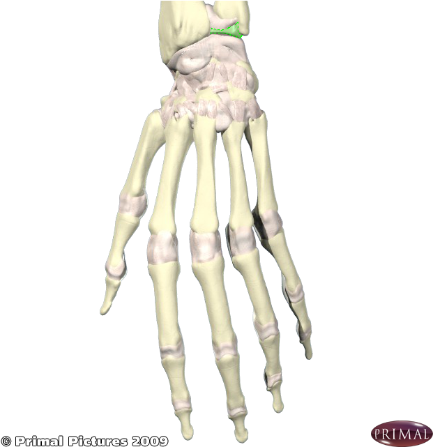 What - Wrist (660x660), Png Download