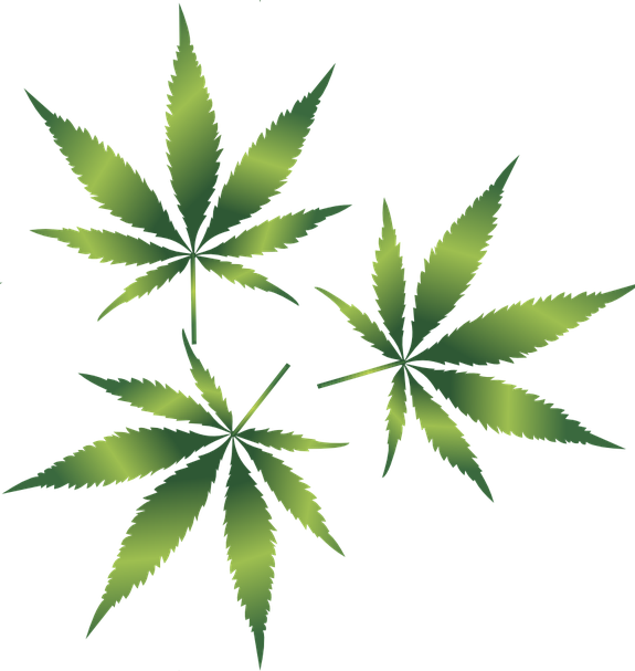 Weed Leaf Transparent Background - Healthy Education Society Dispensary (575x607), Png Download