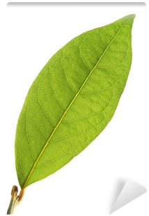 Isolated Laurel Leaf In Sun Rays Wall Mural • Pixers® - Buttonbush (400x400), Png Download