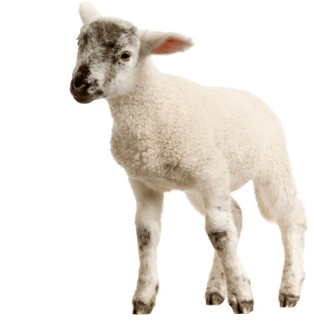 Free Png Baby Lamb Png Images Transparent - Lamb Sheep (480x480), Png Download