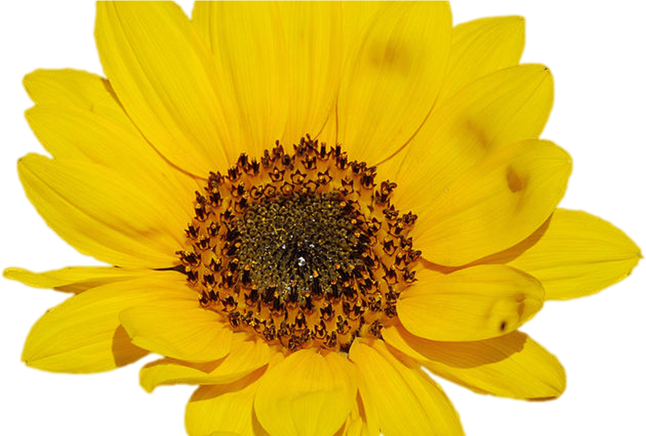 Sunflower Png Tumblr - Sunflower Transparent (1368x855), Png Download