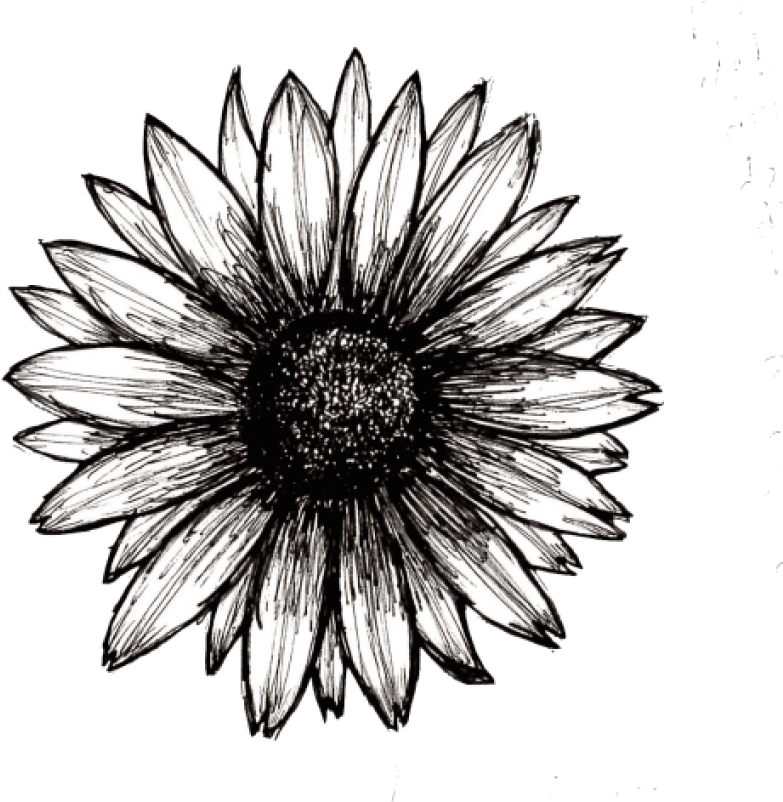 Sunflower Png Tumblr - Shape (500x481), Png Download