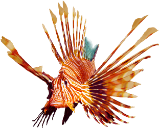 Lionfish (560x250), Png Download