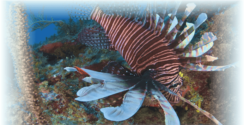 Lionfish (1020x483), Png Download