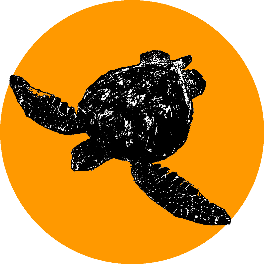 Caribbean Reef Buddy Blog - Olive Ridley Sea Turtle (1070x1065), Png Download