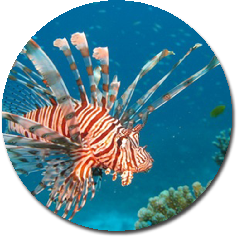 Lionfish - Red Lionfish (900x900), Png Download