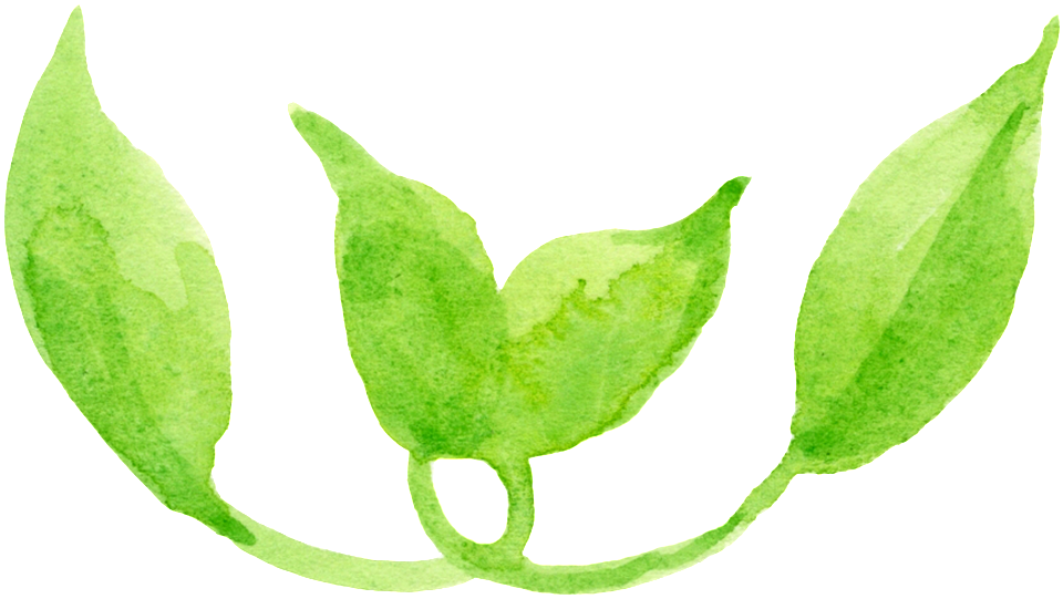 Dibujos Animados De Png Transparente Hoja De Serpentina - Leaf (1024x563), Png Download