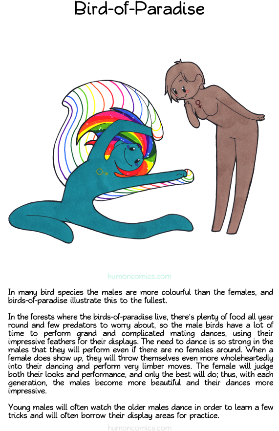 Bird Of Paradise - Animal Gender Roles Cartoons (660x926), Png Download